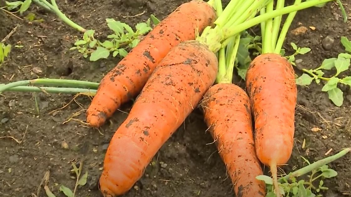 Выкопанная из земли морковь на грядке