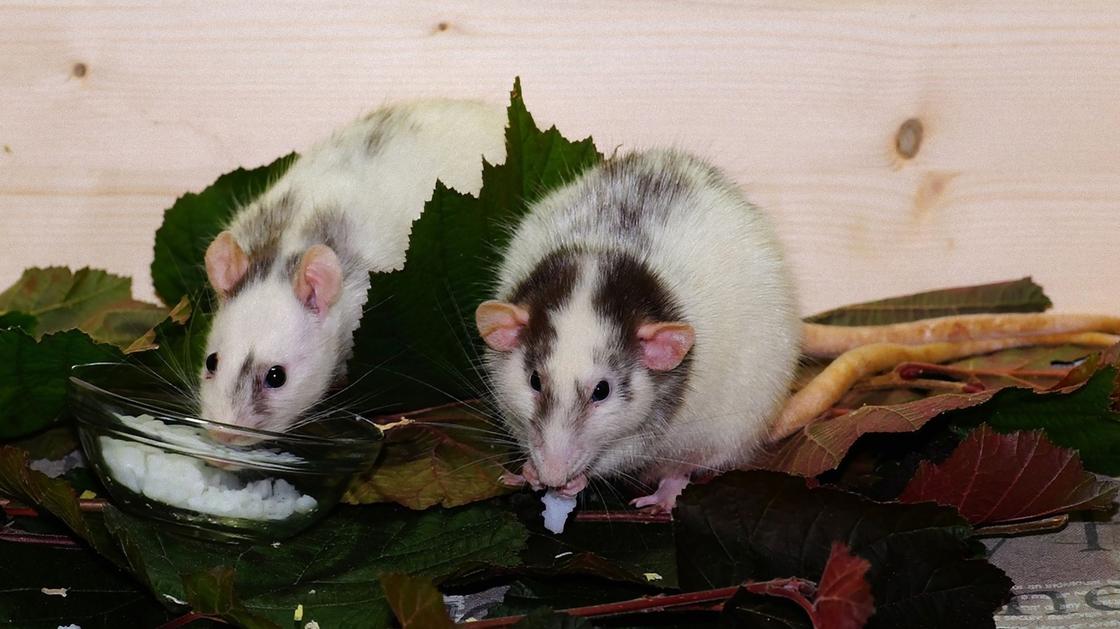 Две серо-белые декоративные крысы сидят на зеленых листьях и что-то едят. У одной крысы ушки круглые, а у другой остроконечные