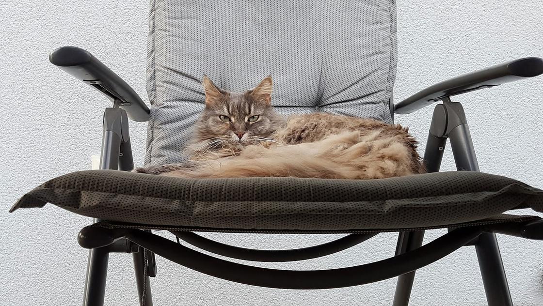 Большой пушистый кот серого окраса с полосками сидит на офисном кресле