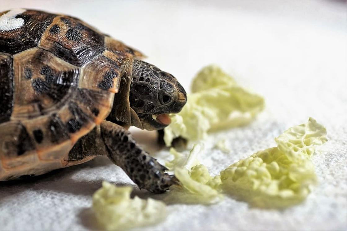 Черепаха ест растительную пищу