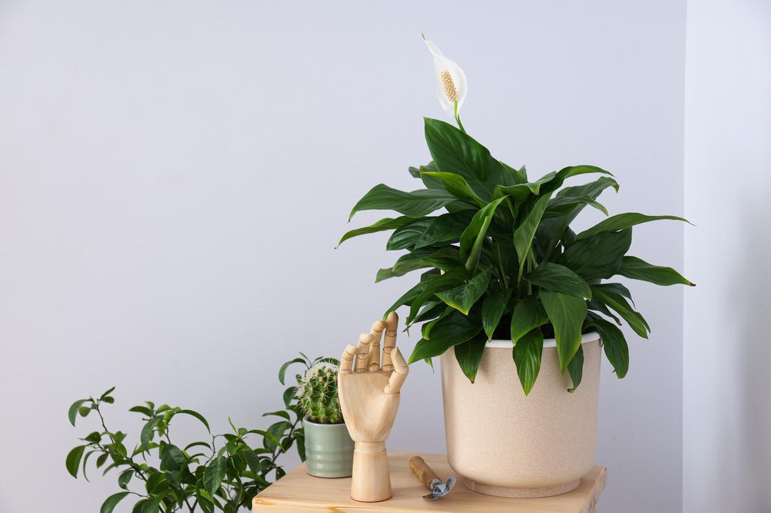Комнатные растения в горшках стоят на столе. Рядом стоит сувенир в форме руки