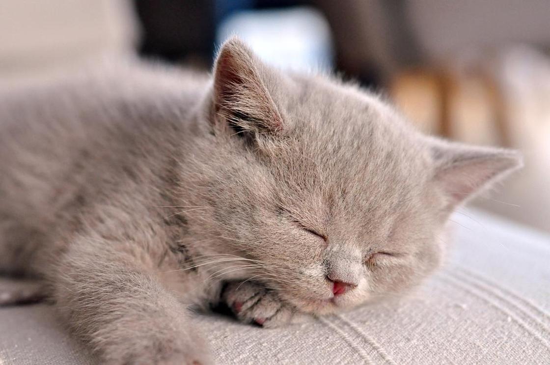 Британский котенок спит