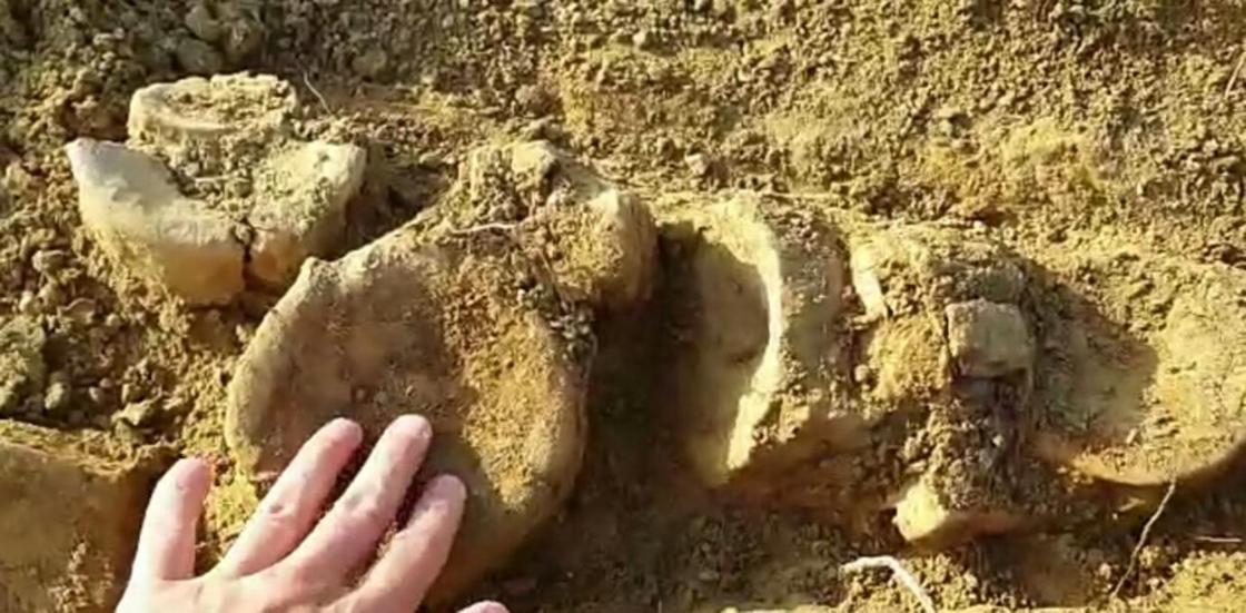 Мангистауский палеонтолог-любитель, возможно, нашел скелет ихтиозавра (видео)