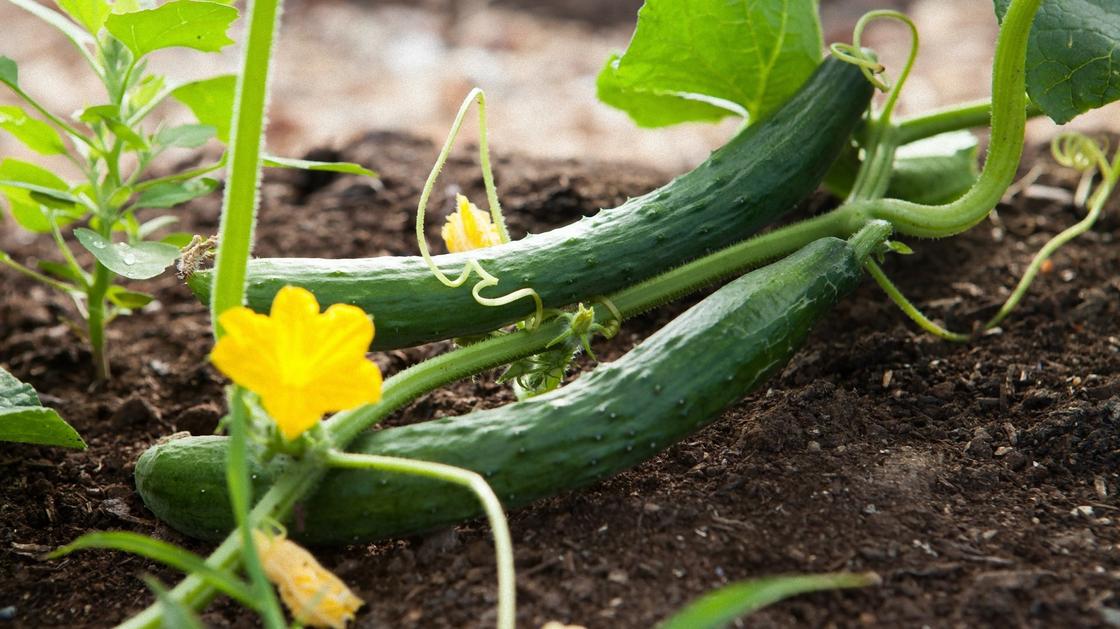 Чтобы быстрее разобраться в том, когда сажать семена, можно сделать расчет на двух примерах разных овощных культур: