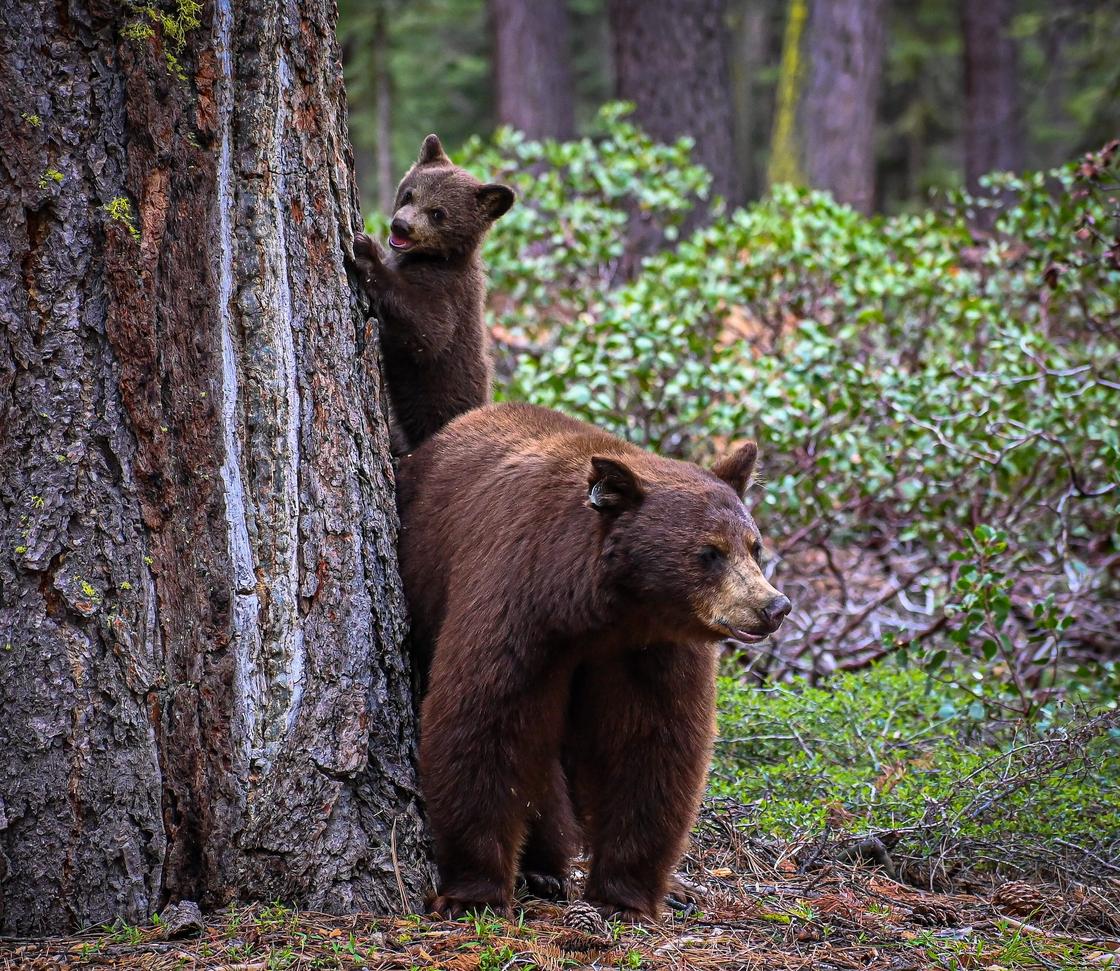 Медведица с медвежонком у дерева