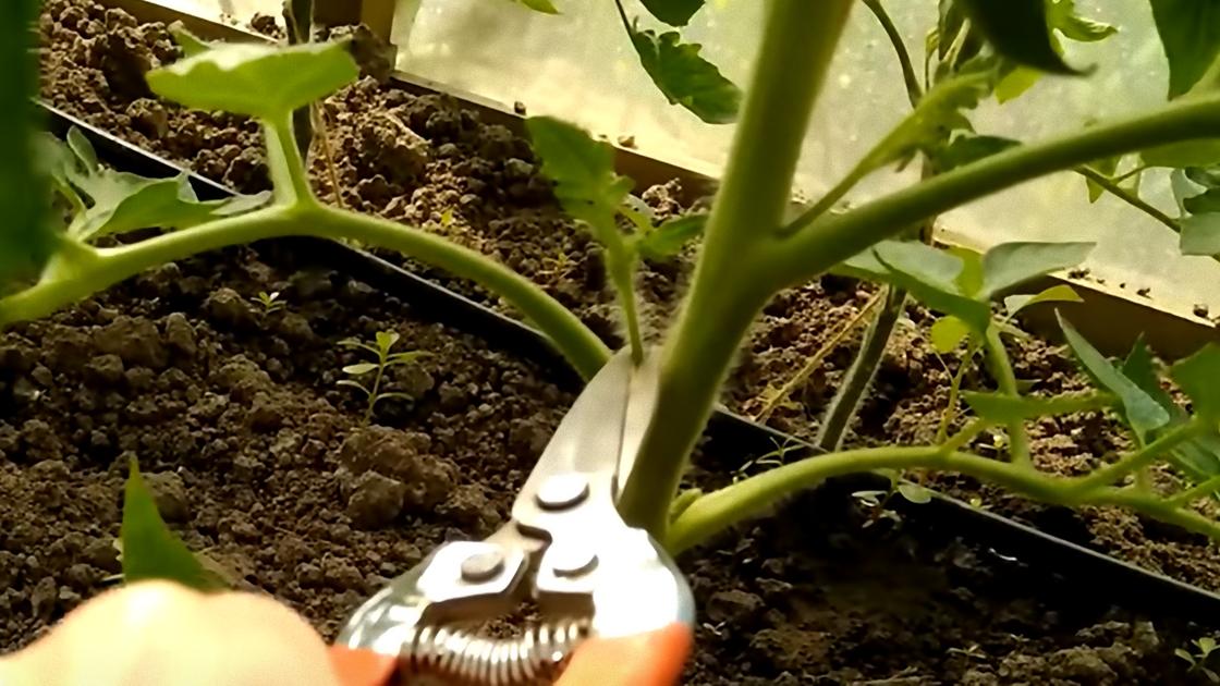 Ножницами срезают пасынок на кусте томата