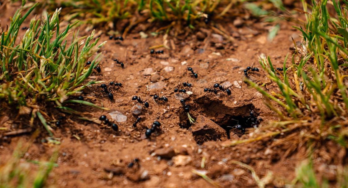 Муравьи выползают из муравейника