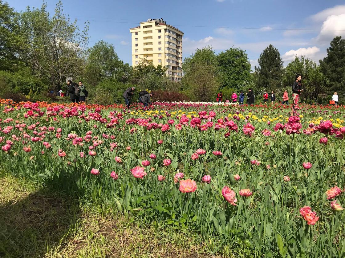 Тюльпаны «Казахстан» подарили Алие Назарбаевой (фото)