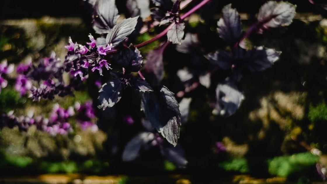 Фиолетовый базилик цветет