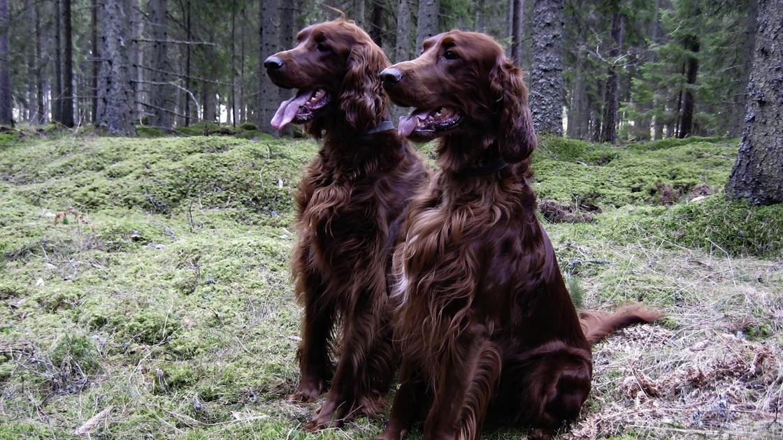 Две собаки с коричневой волнистой шерстью и длинными висячими ушами сидят рядом на лесной лужайке