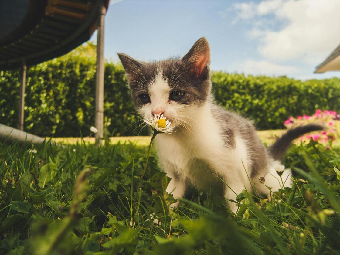 Котенок на улице нюхает цветок