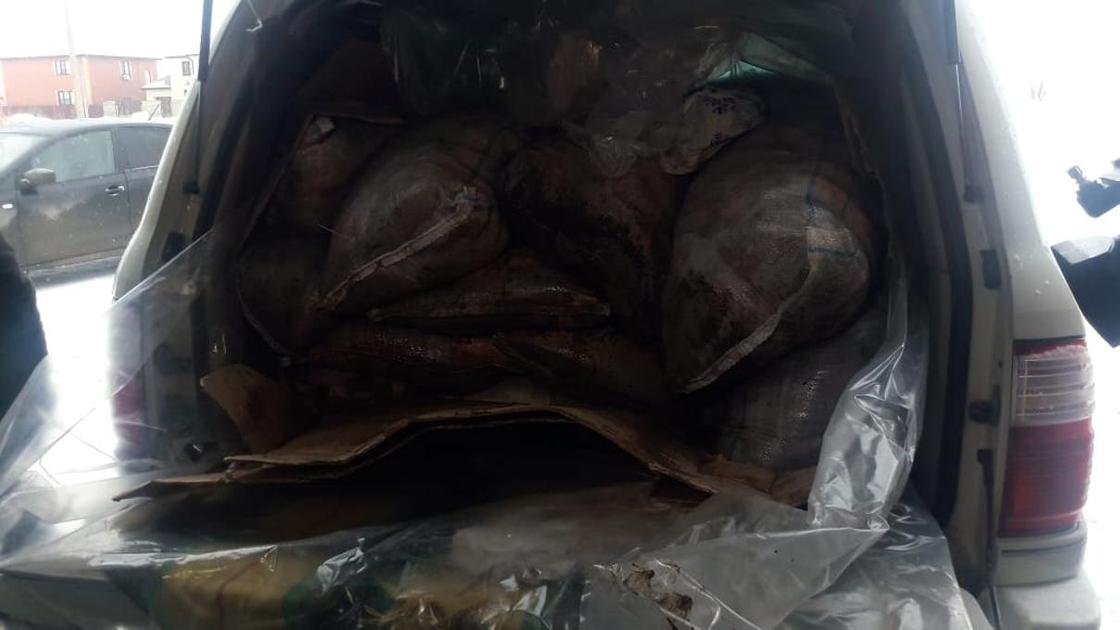 Lexus с тонной рыбы задержали в Уральске (фото)
