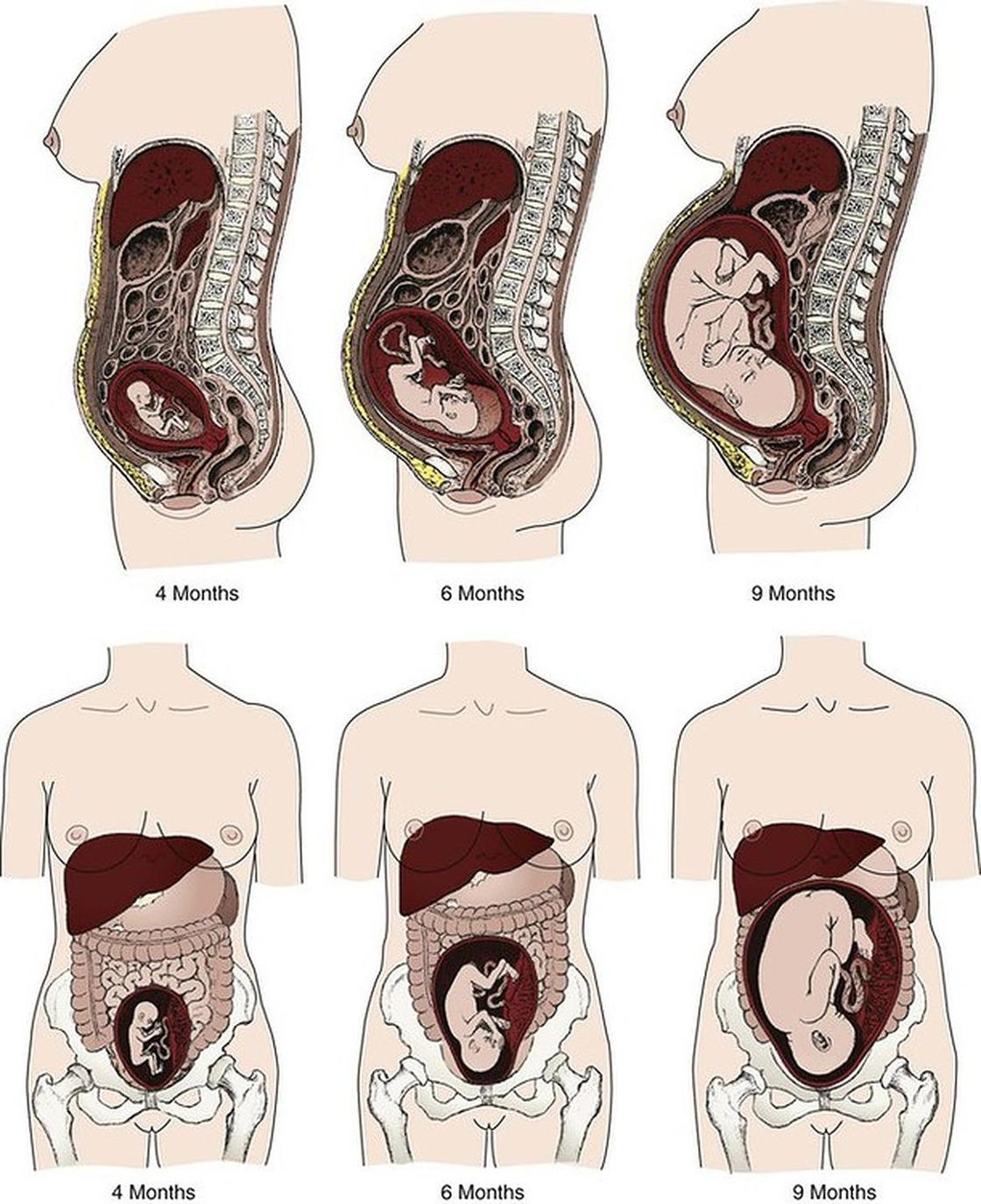 33 неделя беременности: описание, вес ребенка, изменения и ощущения