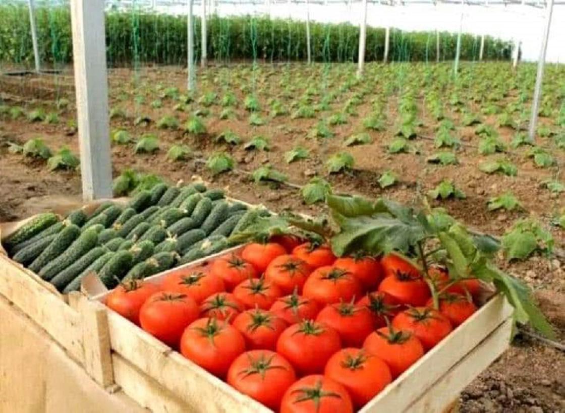 Туркестан: в Сарыагашском районе увеличился экспорт сельскохозяйственной продукции