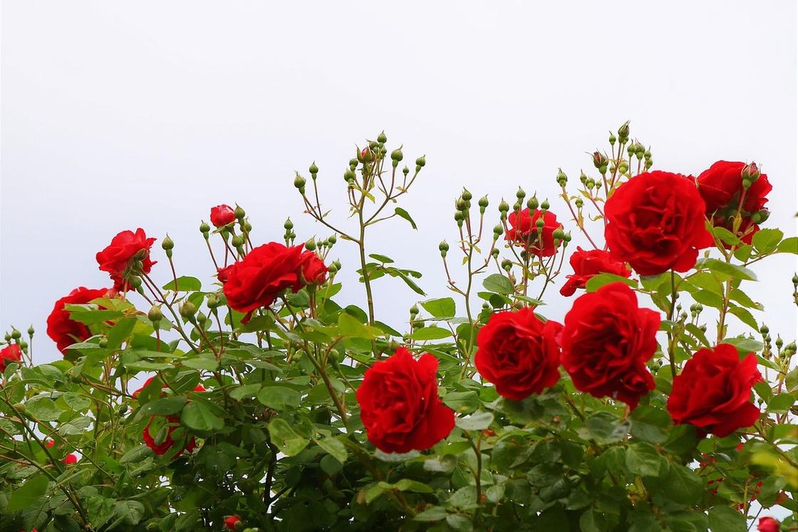Красные розы и бутоны на кустах