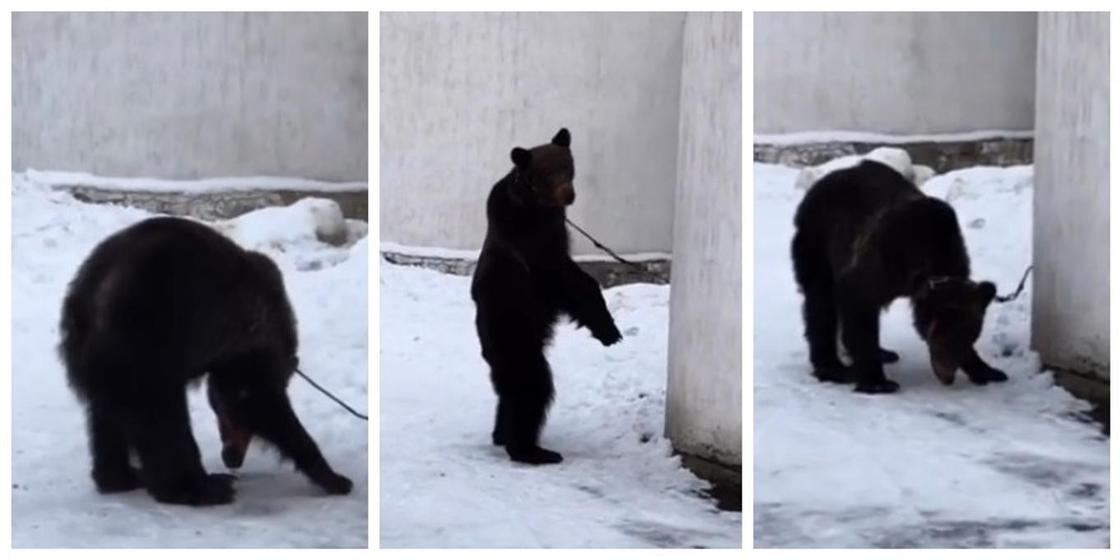 Медведя на привязи сняли на видео в центре Алматы