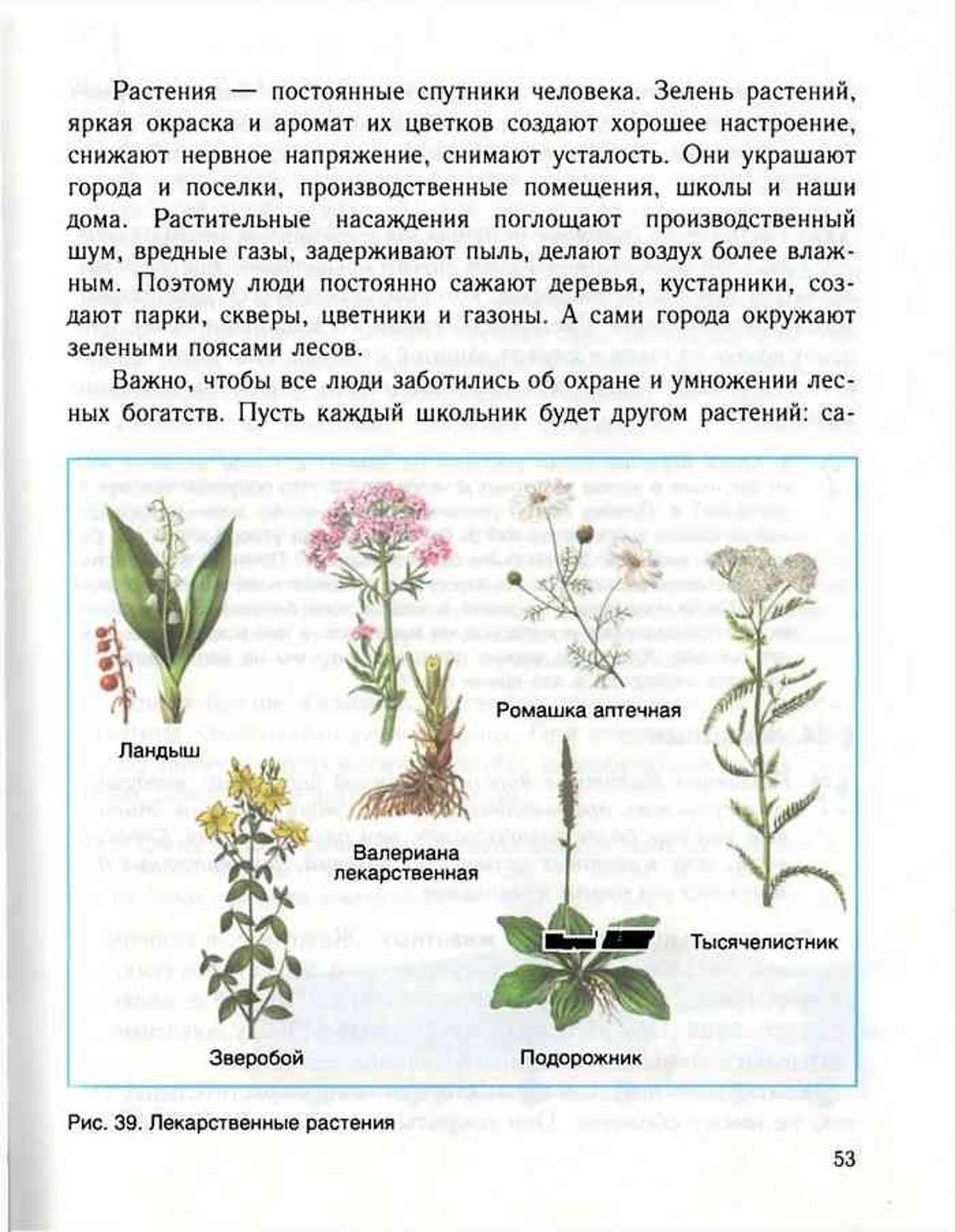 Лекарственные растения Лекарственные растения