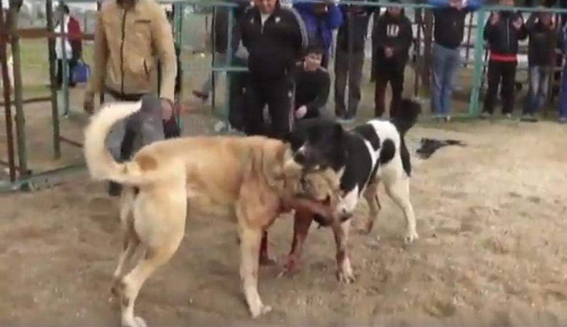 "Кровавое зрелище": против собачьих боев выступили зоозащитники Атырау
