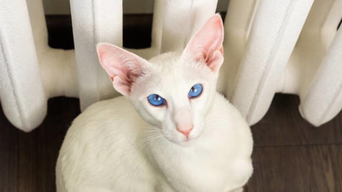 Белый кот с большими ушами и голубыми глазами сидит под батареей