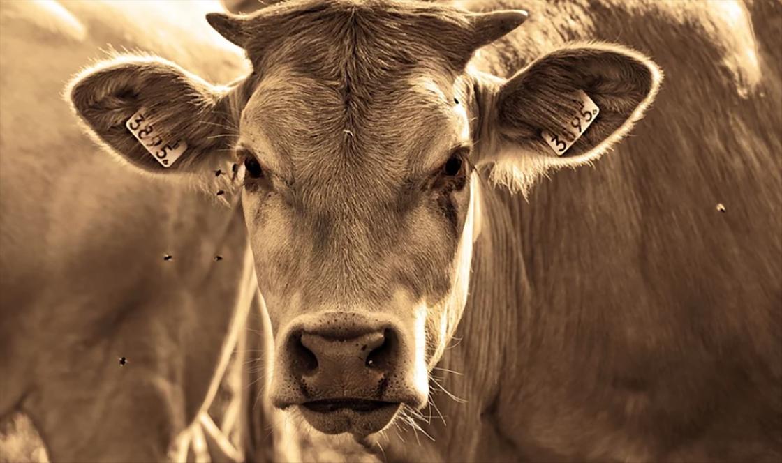 Обычай такой: корову принесли в жертву в Аксу (видео)
