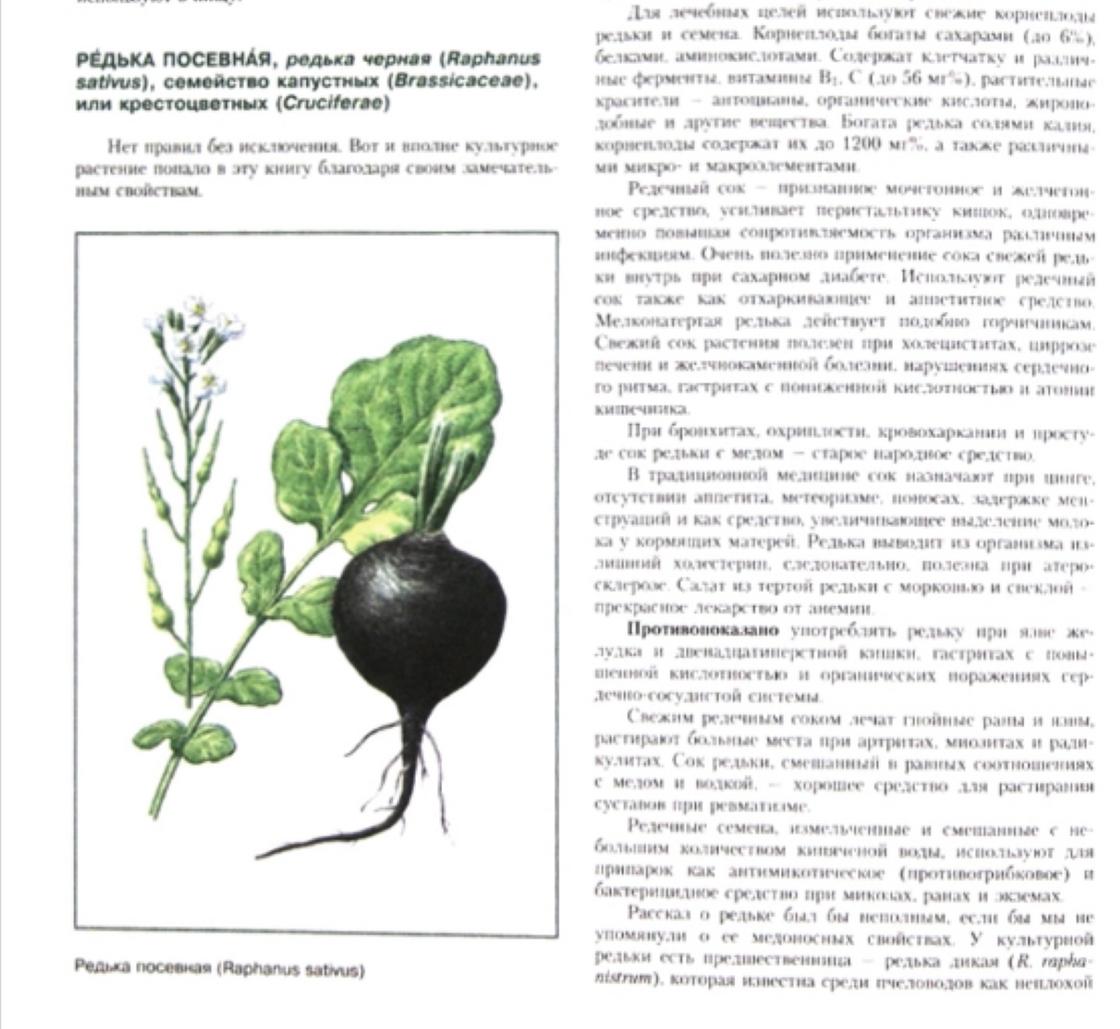 Сайт газеты редька. Характеристика редьки. Чем полезна редька. Чем полезна редька черная. Редька полезные свойства.