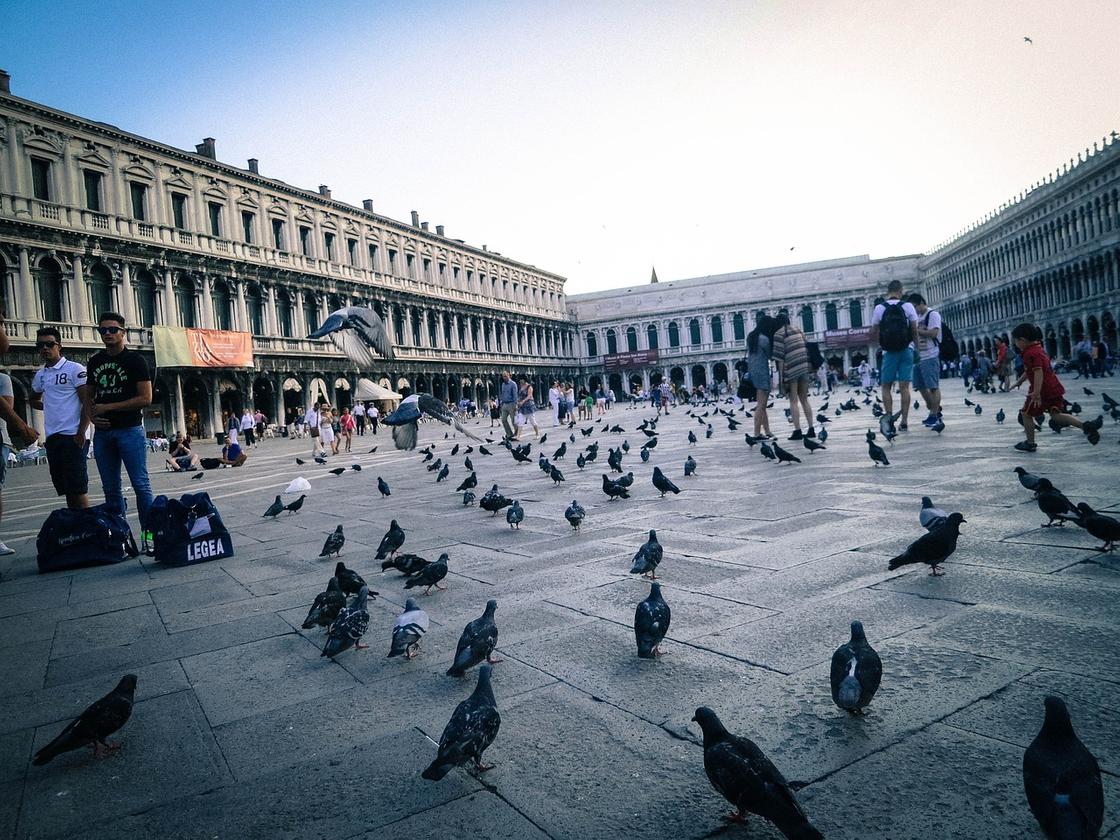 Голуби на площади в Венеции