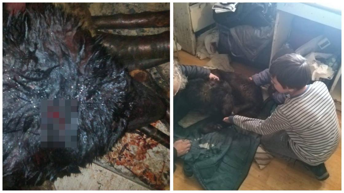 "Как земля таких носит": собаку изрубили топором на глазах 11-летнего ребенка в Алматы