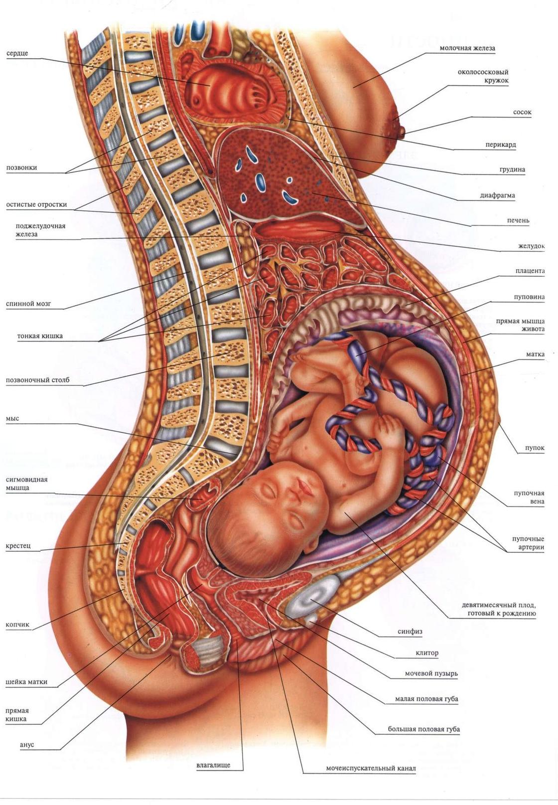 Анатомия беременной ма