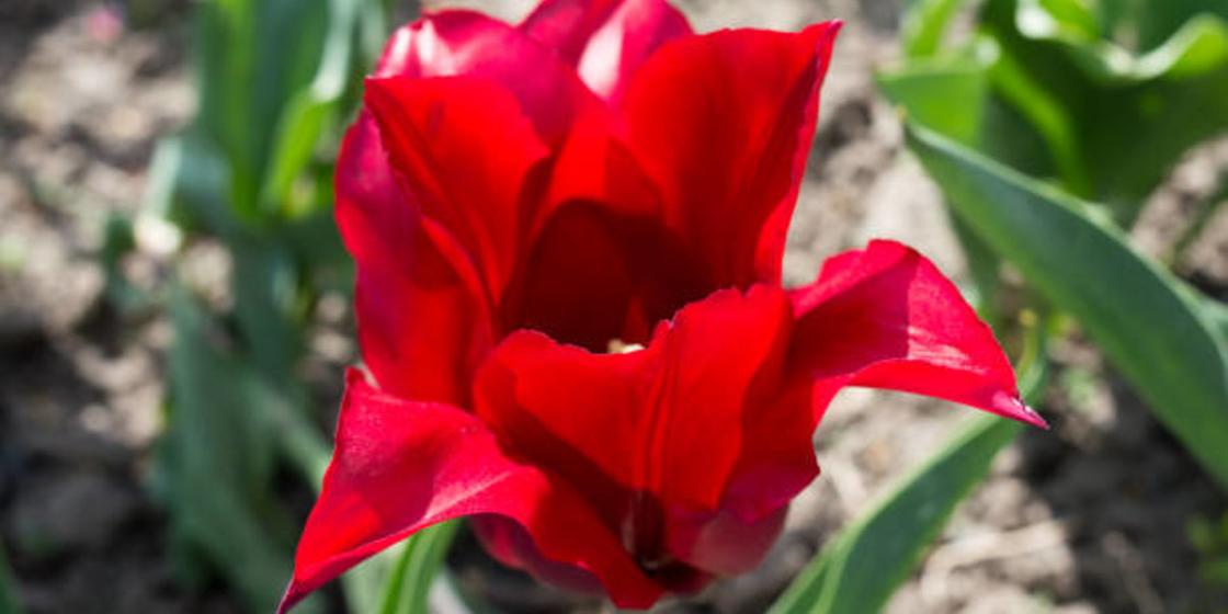 Цветущий красный тюльпан Шренка