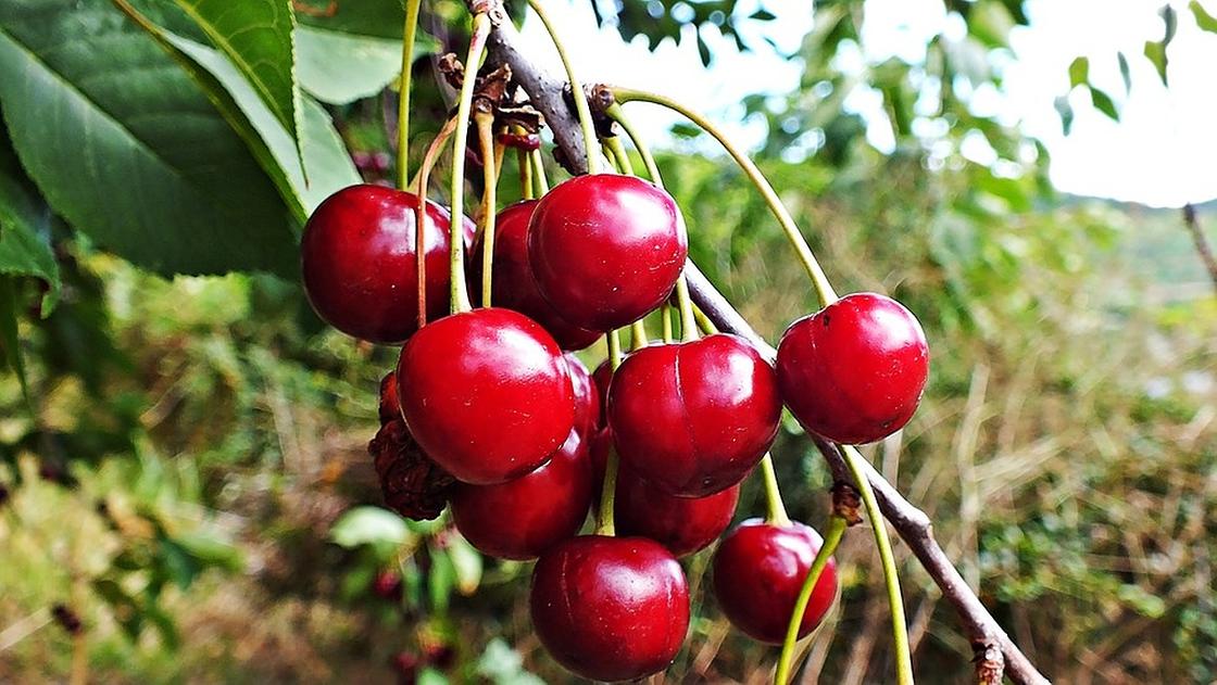 Компот из вишни на зиму Компот из вишни на зиму