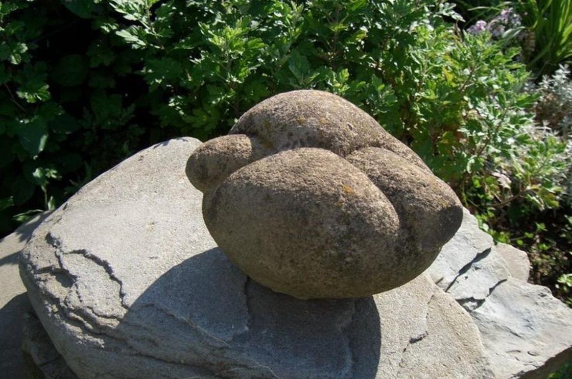 Камни-трованты, способные расти, размножаться и передвигаться, нашли в Казахстане