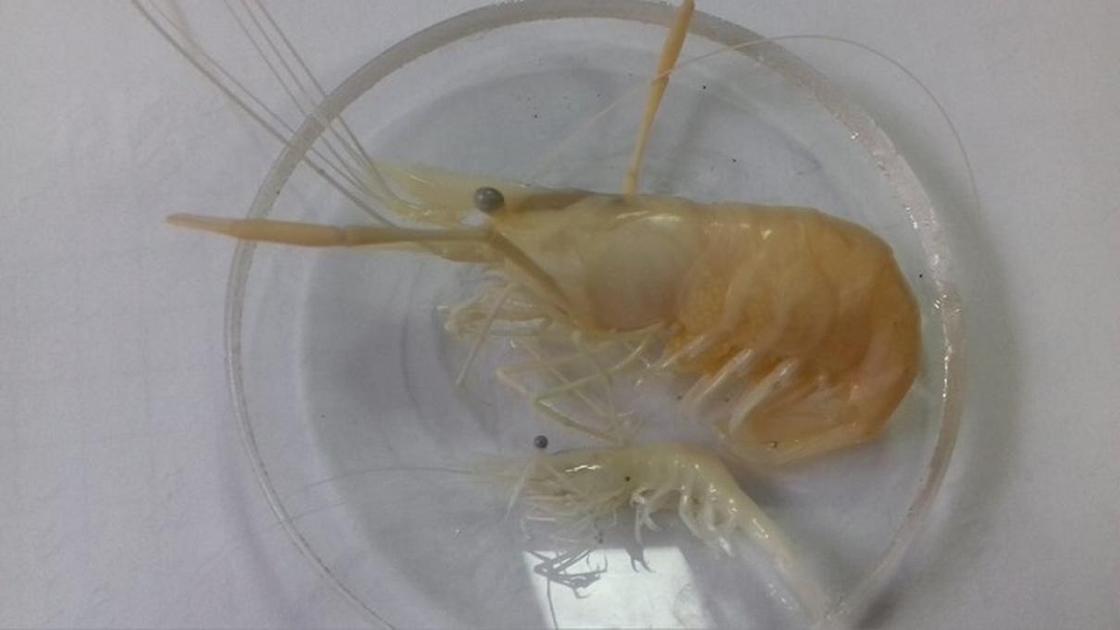 Японская креветка найдена в Капшагайском водохранилище
