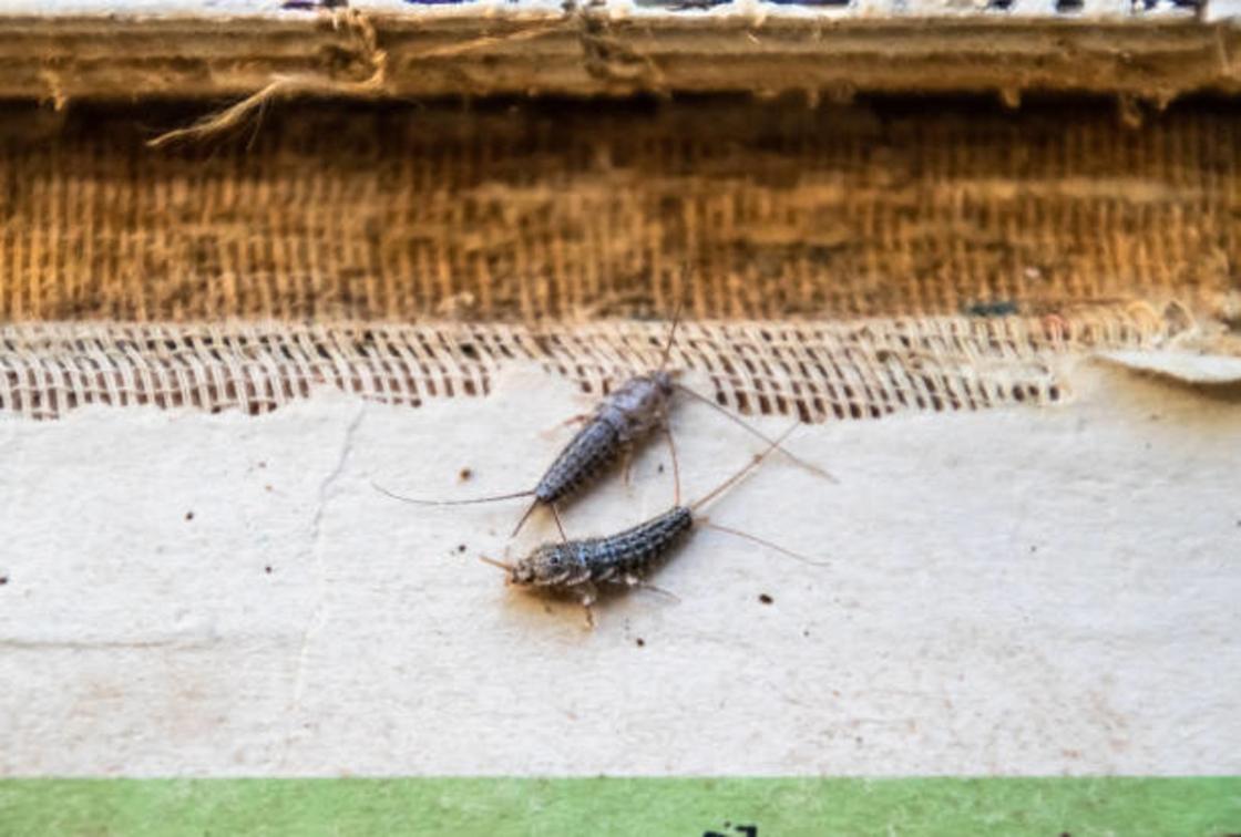 Продолговатые насекомые с серебристым хитиновым покровом и длинными усиками