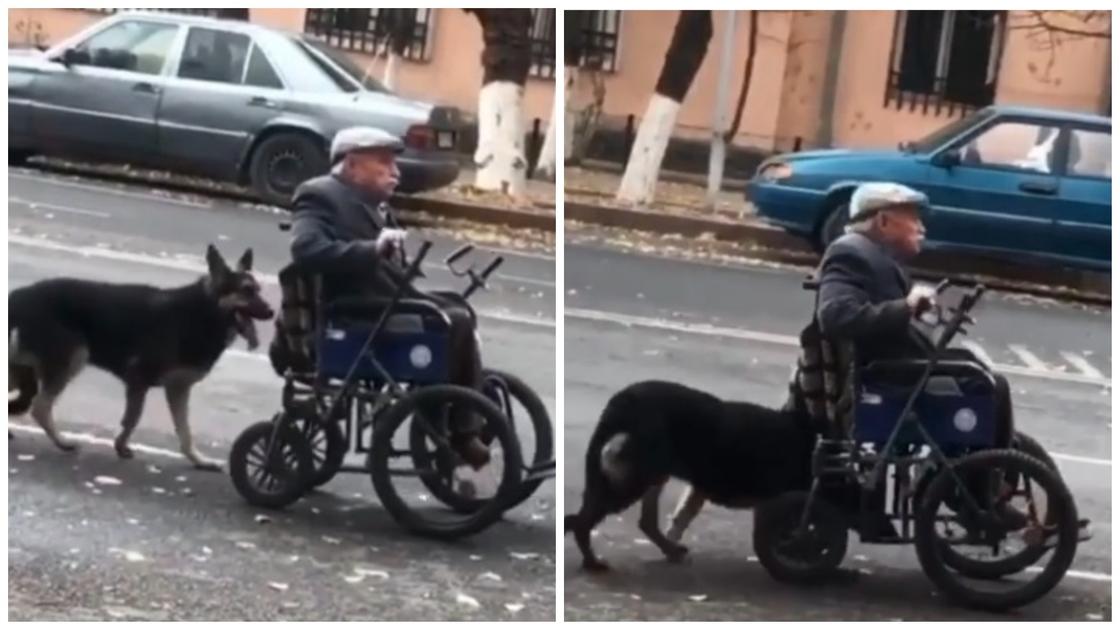 Собака каждый день помогает хозяину-инвалиду, подталкивая коляску