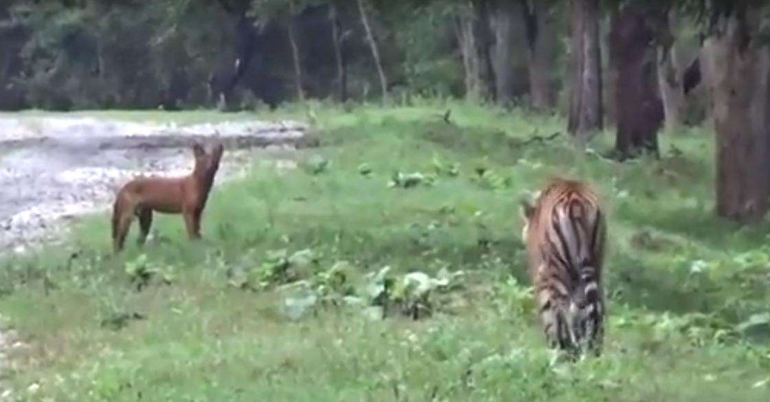 Погоня тигра за вопящим красным волком попала на видео