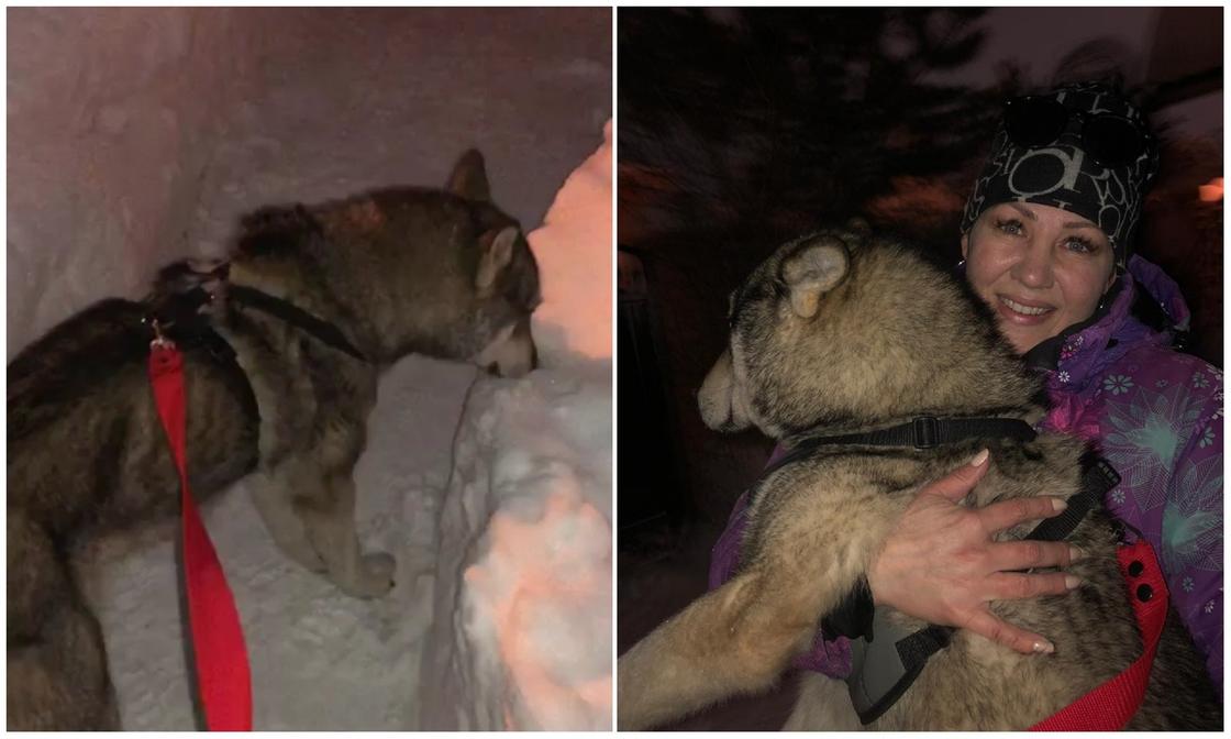 «Можно спать спокойно»: напугавший астанчан «волк» оказался собакой (фото)