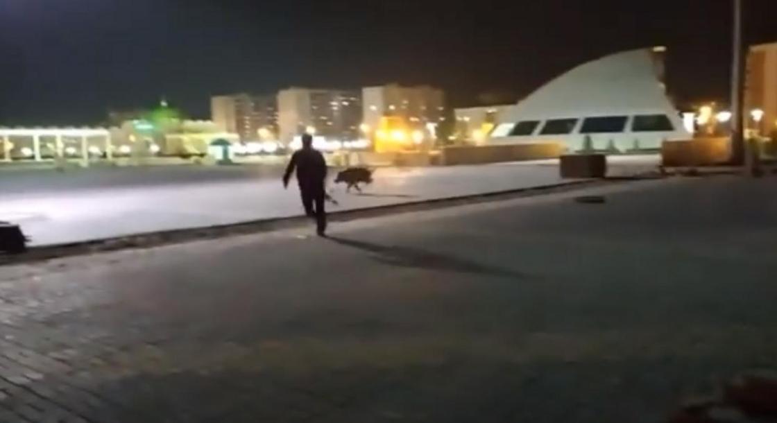 Погоню за диким кабаном устроили полицейские в Уральске (видео)