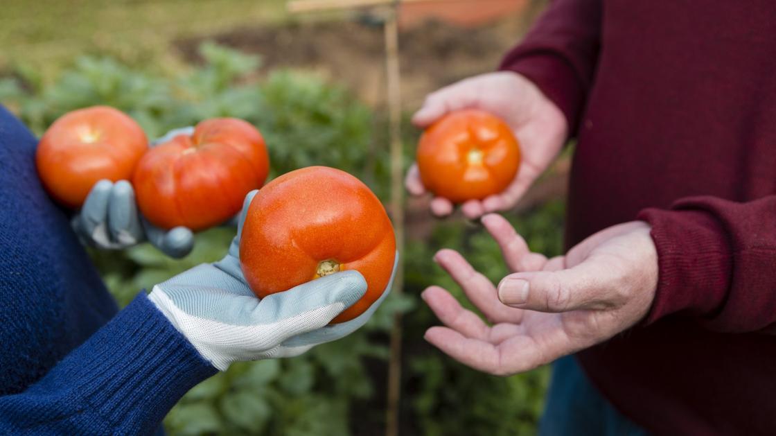 Женщина держит в руках красные помидоры и передает их в руки мужчины