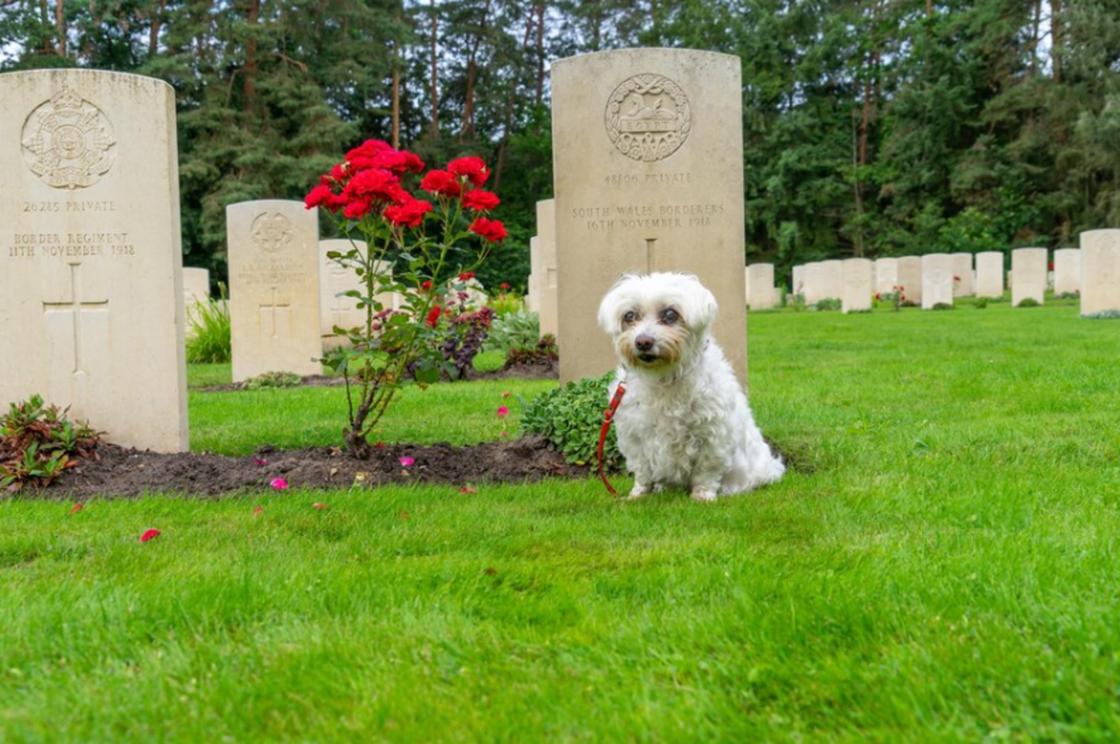 Пес сидит среди могил