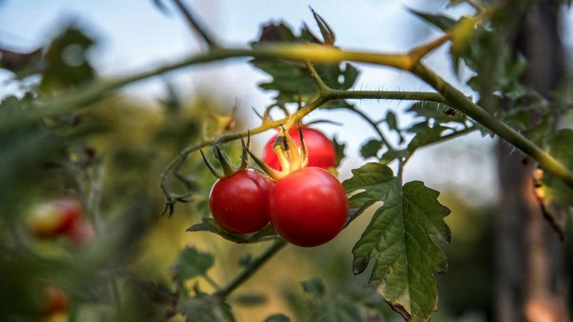 Как пасынковать помидоры в открытом грунте пошаговое описание с фото пошагово