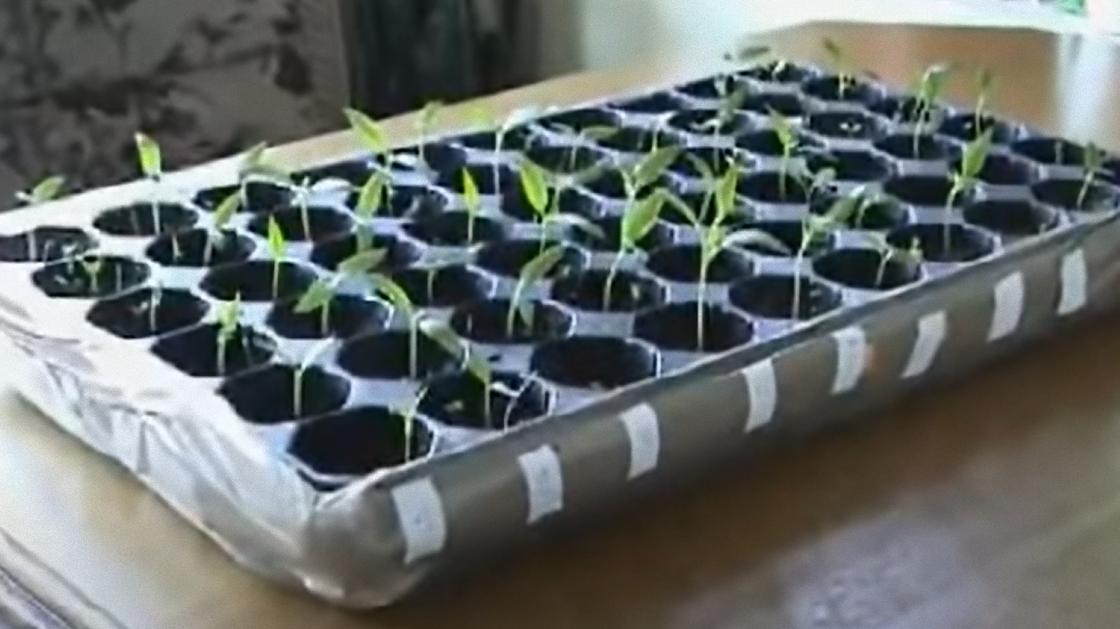 В пластиковых стаканчиках растет зеленая рассада томатов на подоконнике