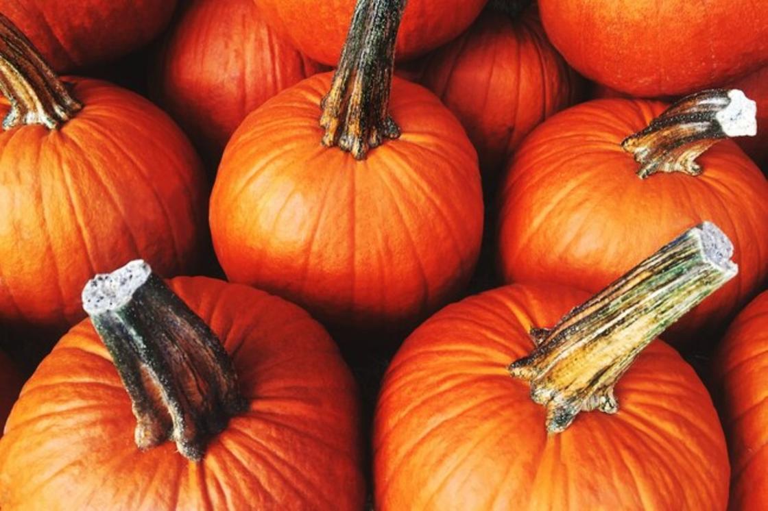 Тыква: польза и вред продукта Тыква: польза и вред продукта