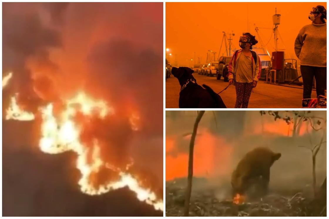 Что происходит в Австралии и кто прямо сейчас спасает от огня людей и животных