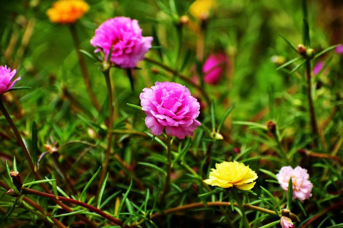 Пртулак цветет на грядке розовыми, желтыми цветками