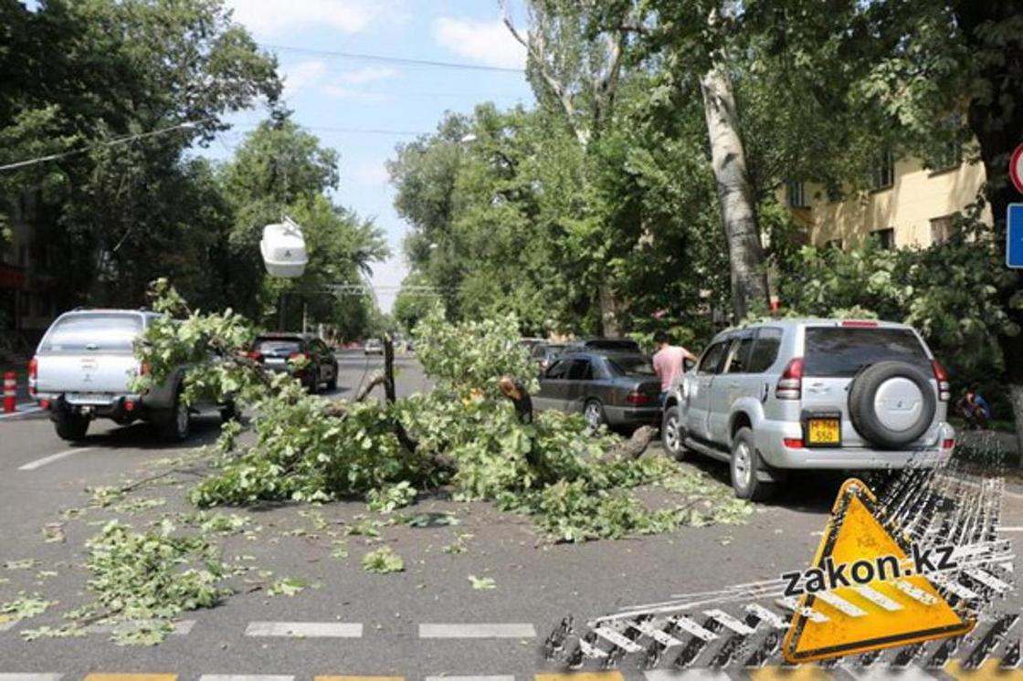 Упавшая ветка дерева повредила авто, провода и затруднило движение в Алматы (фото)
