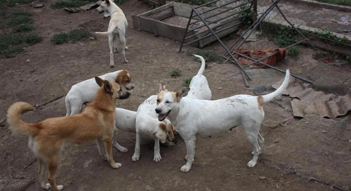Трехлапый щенок помог спасти более 100 собак и 300 кошек