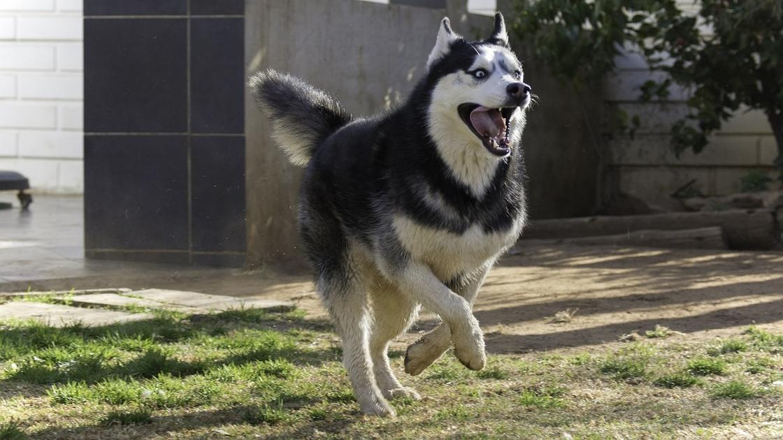 Пушистая собака с бело-черной шерстью и голубыми глазами бегает возле дома