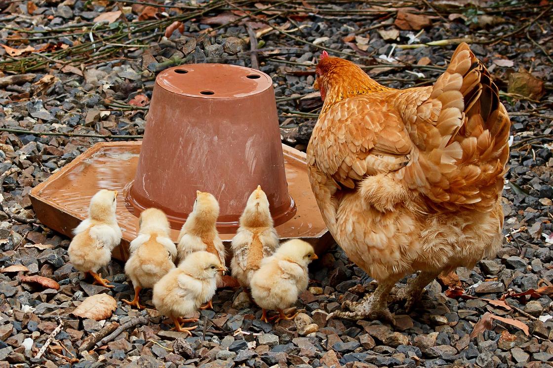 Наседка с цыплятами