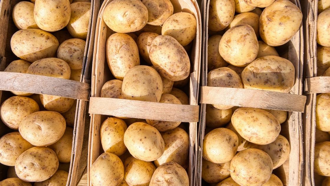 Сорта картофеля для посадки: описание, преимущества, урожайность