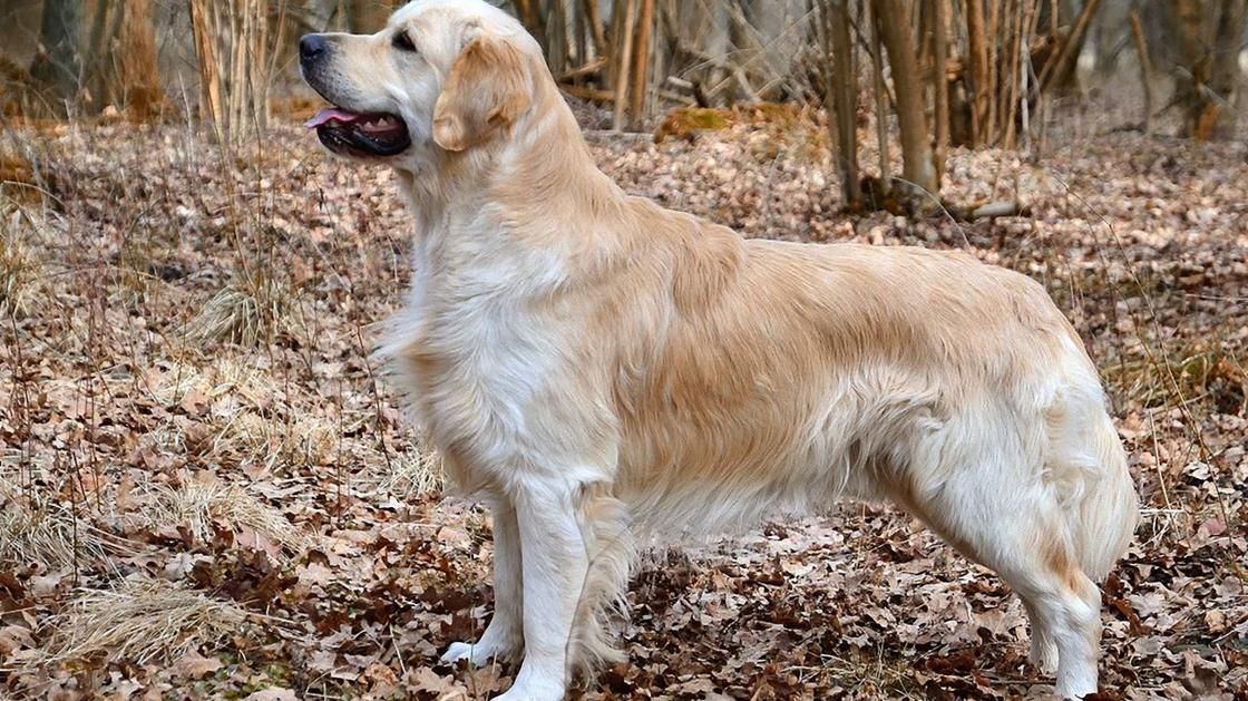 Большая собака с волнистой шерстью кремового оттенка стоит в лесу и смотрит вперед